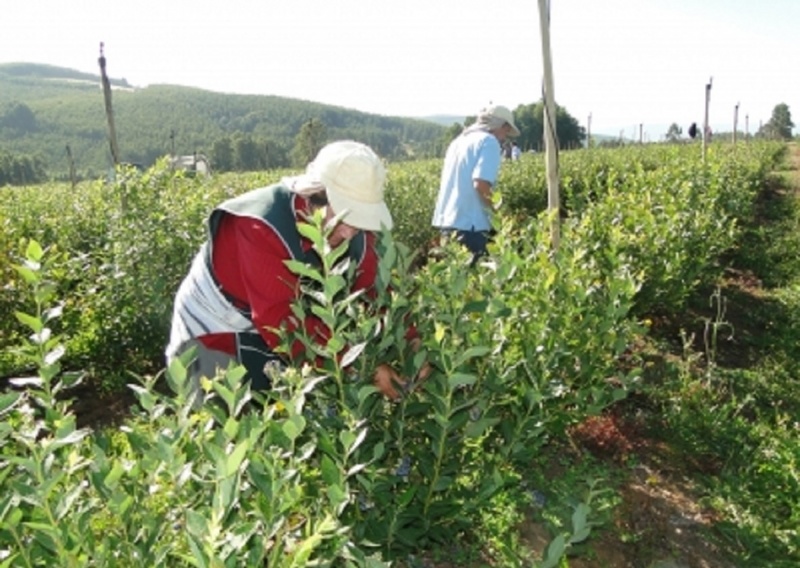 Feria Laboral reunirá 10 empresas del rubro de las berries en Paillaco