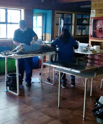 Este martes se realizará operativo gratuito de esterilización de mascotas en Paillaco