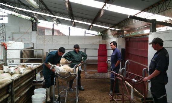 Exitoso programa de Corfo mejoró procesos productivos de empresarios ganaderos de Los Ríos