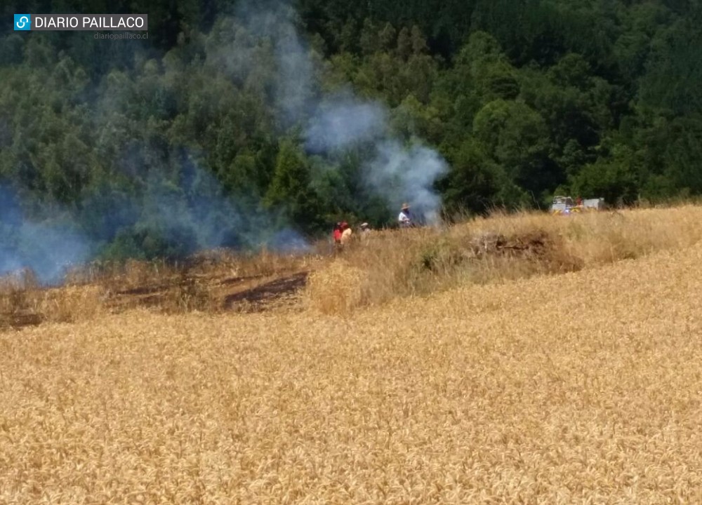 Una hectárea de trigo afectada por incendio en sector rural de Paillaco