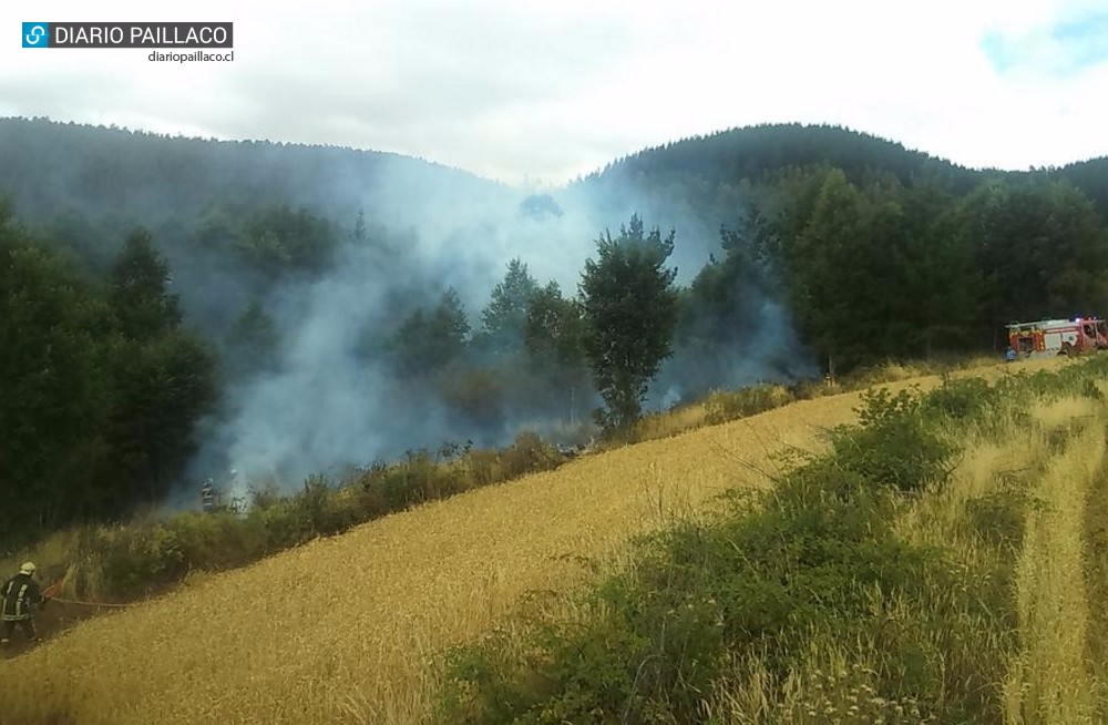 Nuevamente incendio de bosque y propagación a siembra de trigo en Fundo Llancahue