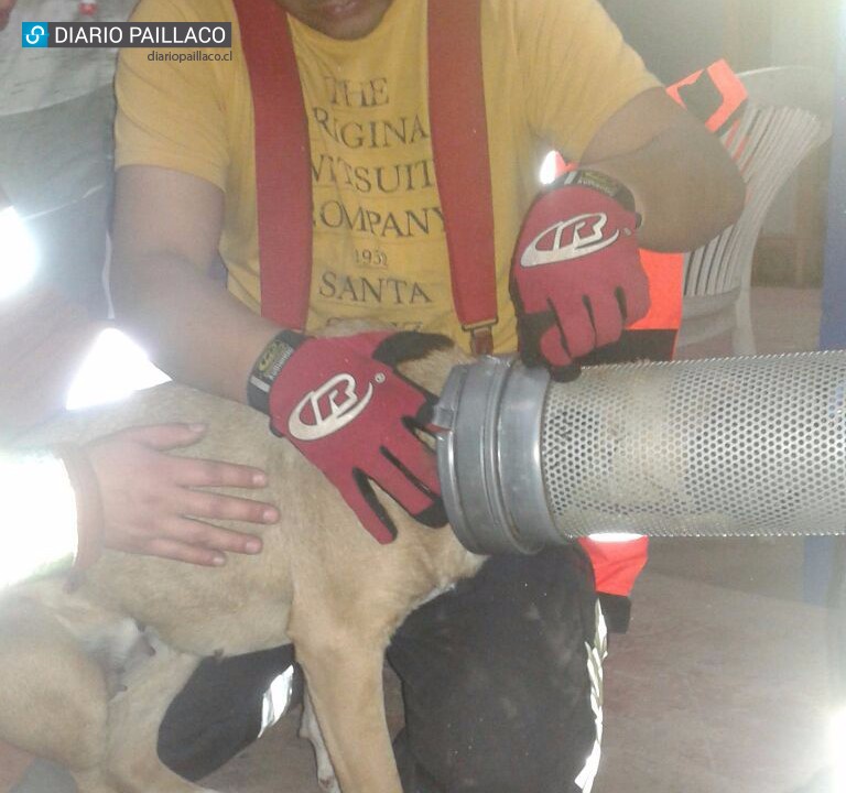  Bomberos de Paillaco liberó a perrita atrapada en un filtro de aire