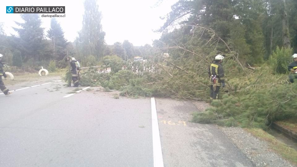 Bomberos en alerta: Fuertes vientos obligaron a intervenir ruta a Valdivia y otros caminos de la zona