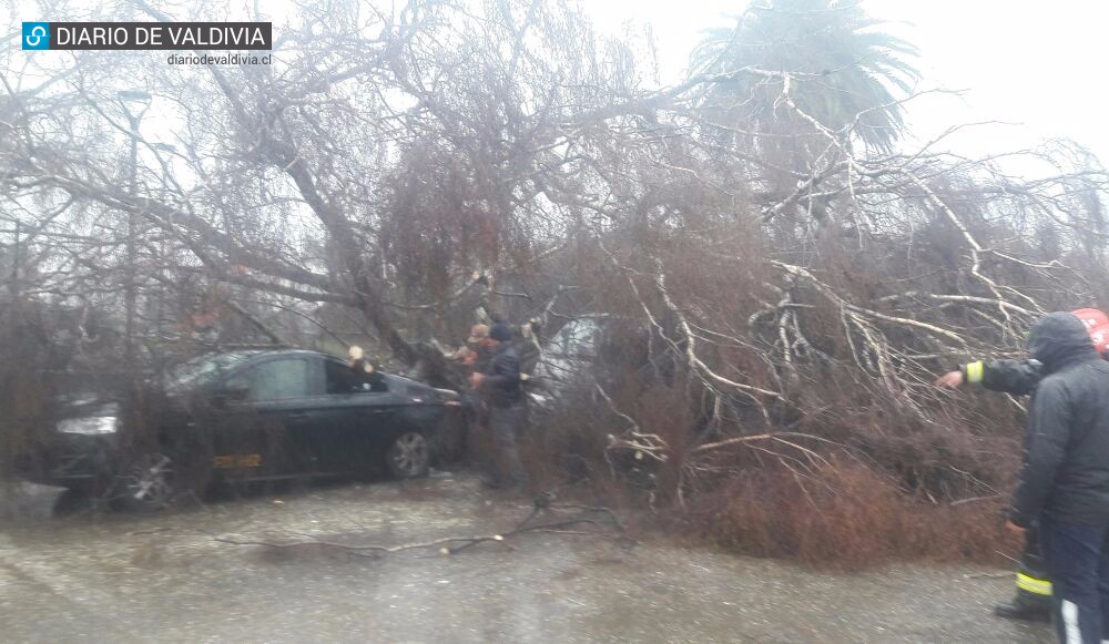 5 vehículos fueron aplastados por un árbol en Valdivia