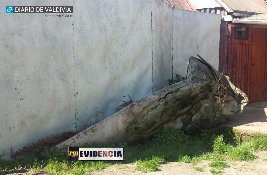 La PDI de Valdivia detuvo en la Octava Región a sujeto que mantenía una mandíbula de ballena en su casa