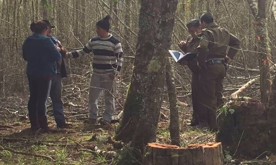 Identifican a hombre que murió aplastado por un árbol en Paillaco