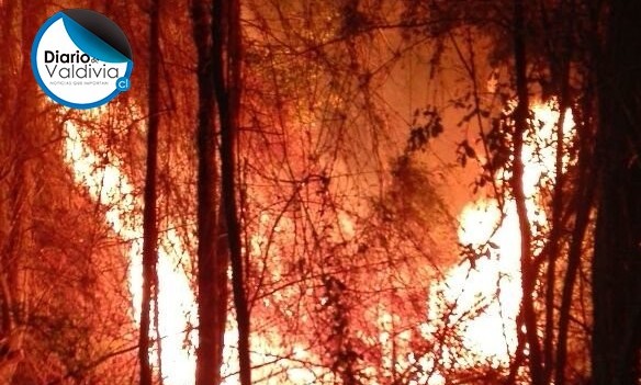  Alerta Temprana Preventiva Región Los Ríos por alta probabilidad propagación incendios forestales