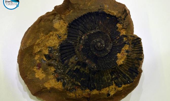 Exposición de fósiles del jurásico se presentará en Valdivia