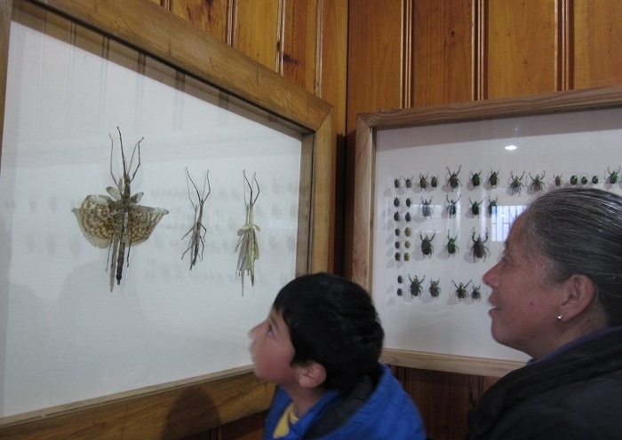 Insect-Zoo devela mitos de los paillaquinos respecto al mundo de los insectos