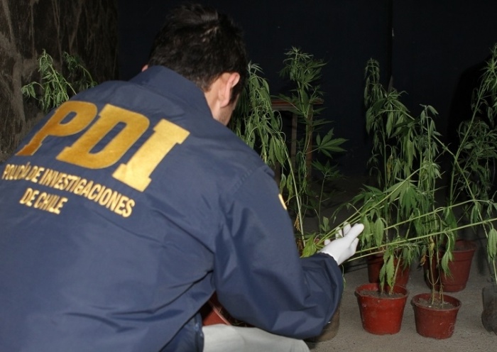 Mujer cultivaba 20 plantas de marihuana en el jardín de su casa en Reumén