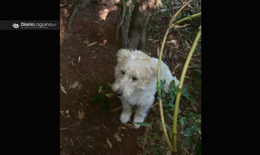 Denuncian cruel caso de perrito que lleva 4 días amarrado a un árbol en sector rural de Lagos