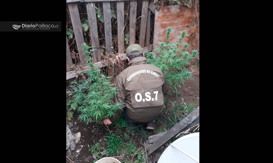 Carabineros incauta plantas de marihuana en vivienda de Paillaco