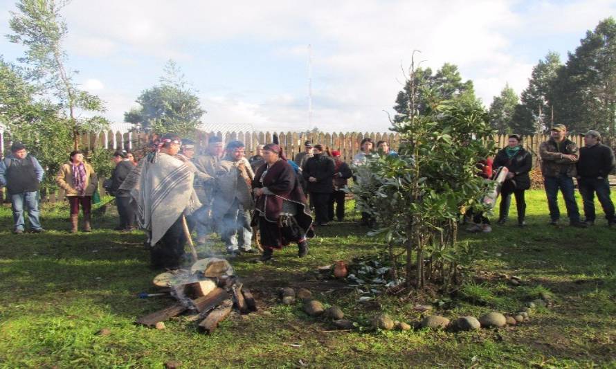 Comunidades mapuche de Paillaco celebrarán este sábado el We Tripantu