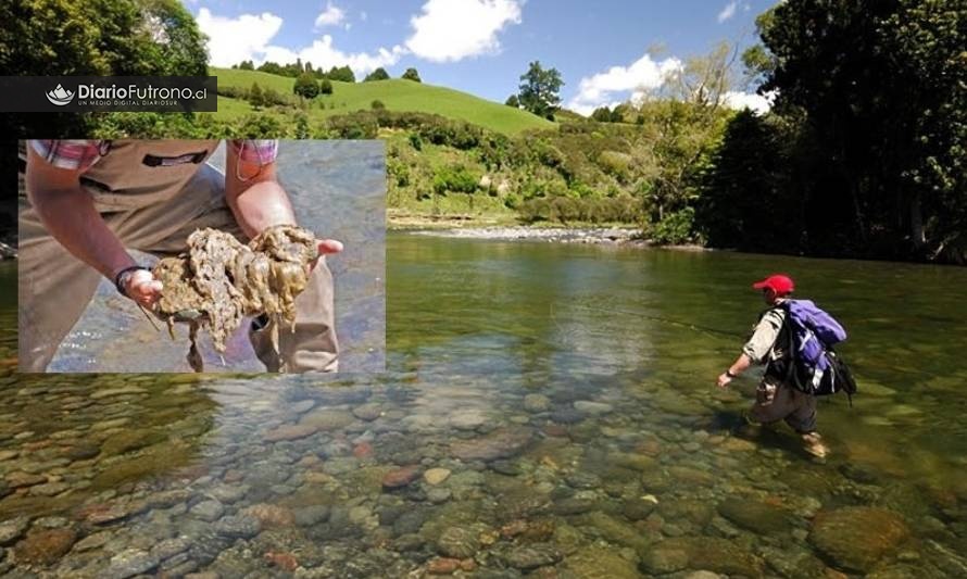 Sernapesca investiga presencia de didymo en río Calcurrupe