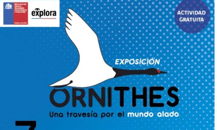 Futrono recibe la exposición Ornithes: Una Travesía por el Mundo Alado
