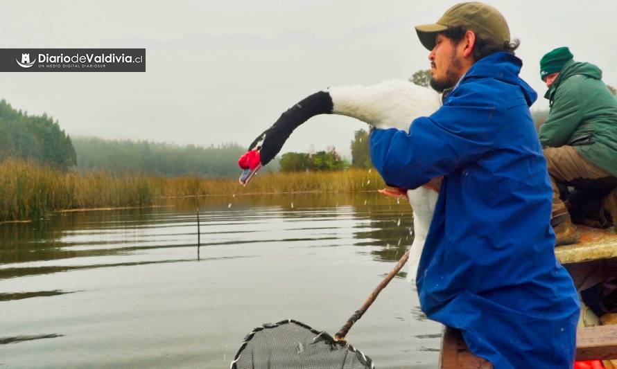 Estudiaron 152 cisnes de cuello negro del humedal del Río Cruces y se confirmó una dieta trófica en base a 6 plantas acuáticas 