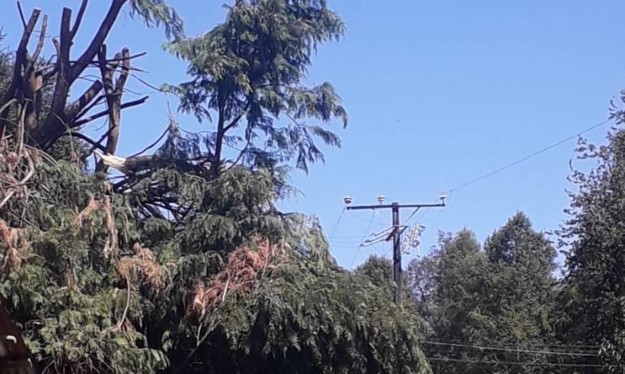 Caída de árbol en la línea dejó a 2700 clientes sin suministro en zona cordillerana de Panguipulli
