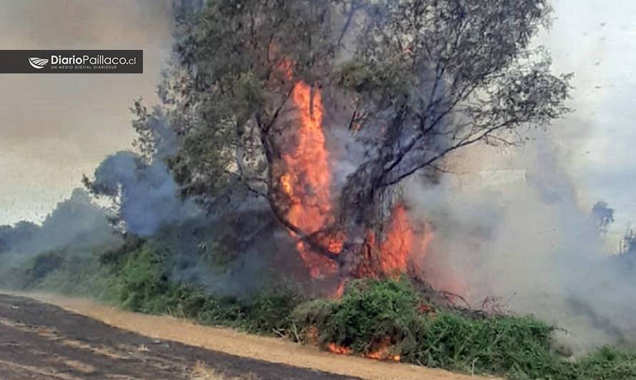 Incendio forestal movilizó a bomberos hasta Pichi Paillaco