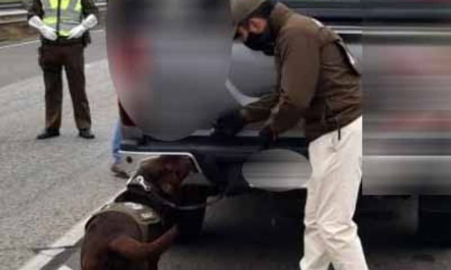 Perro policial "Euro" detectó peligrosa “Droga de los Dioses”