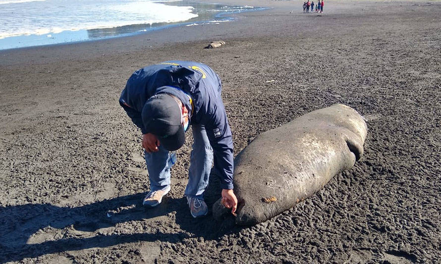 Decenas de lobos marinos encontrados muertos en La Araucanía habrían fallecido por causas accidentales