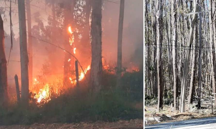 Caída de árbol en zona afectada por incendio provocó corte de energía