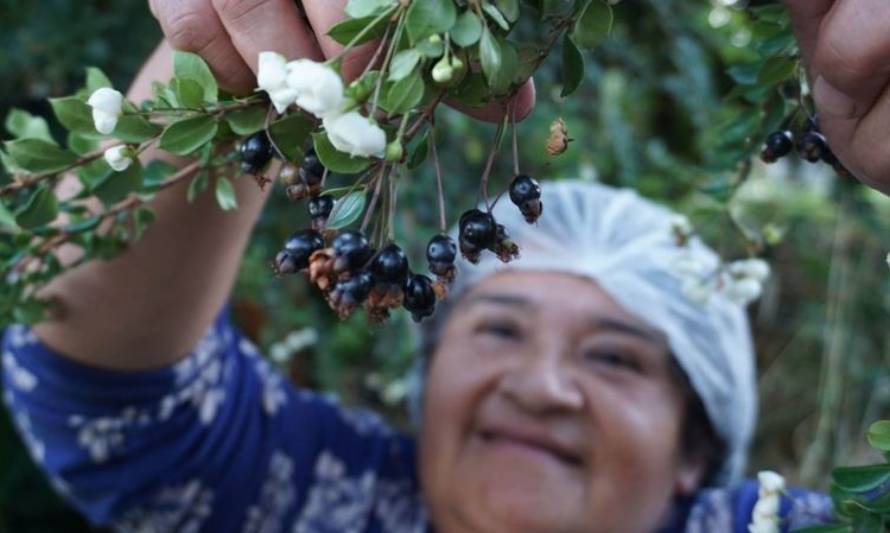 BBC destaca emprendimiento Maqueo Sabores Étnicos y las bondades de los frutos patagónicos 