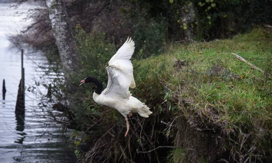 Cisnes rescatados por vecinos de Valdivia retornaron a su hábitat