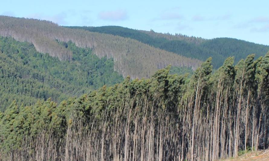 Científicos llaman a suspender forestación con especies exóticas en estepa patagónica chilena
