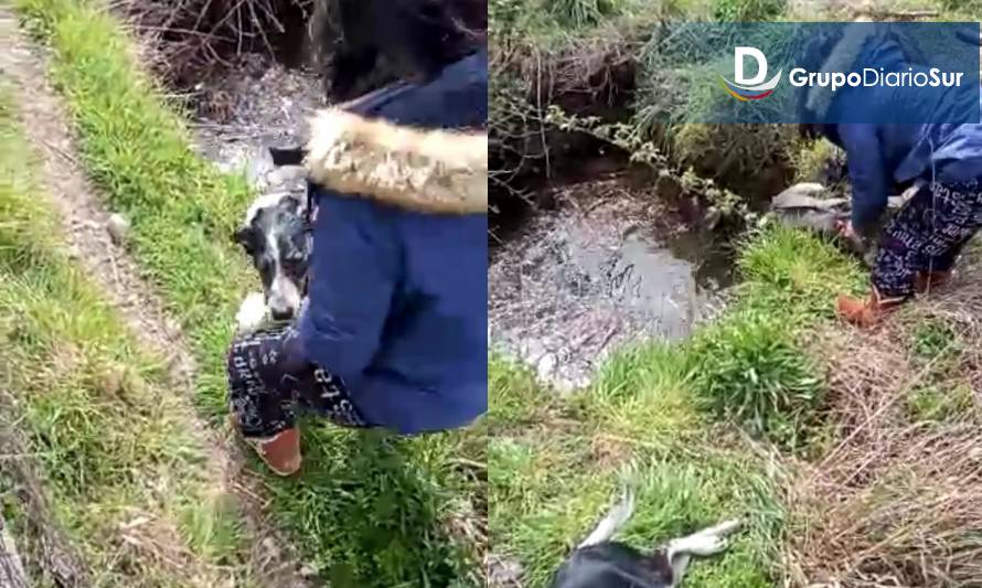 Heroínas: Madre e hija rescataron a dos perros que se ahogaban en un pozo