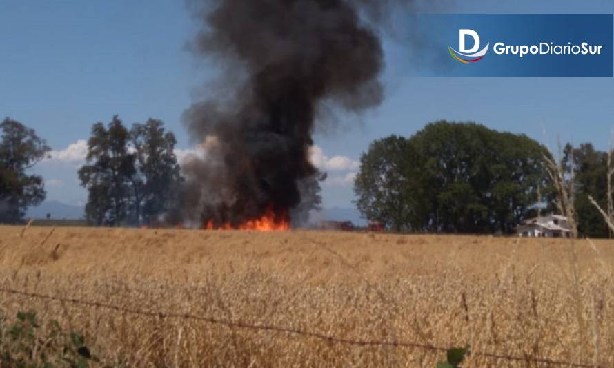 Incendio en un sembrado en sector rural de Paillaco