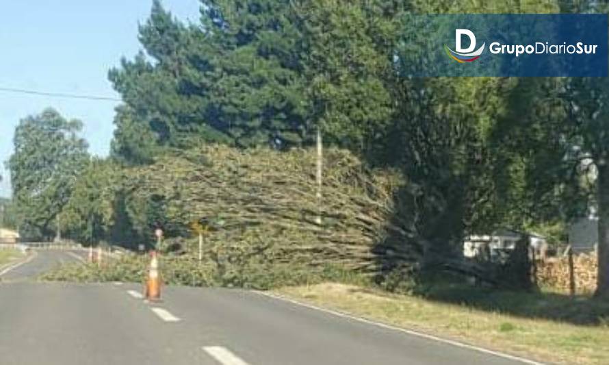 Precaución por árbol caído en ruta Paillaco-Dollinco