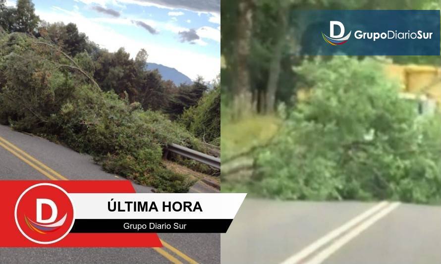 Reportan árboles caídos en dos rutas de Paillaco