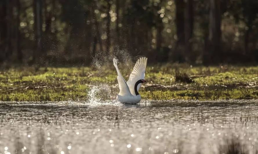 Documental rescata el vínculo de las comunidades con las aves del sur