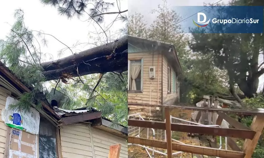 Caída de árbol destruye casa en Futrono