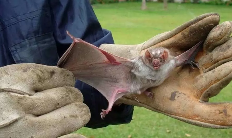 Confirman cuarto caso de murciélago con rabia en Los Ríos