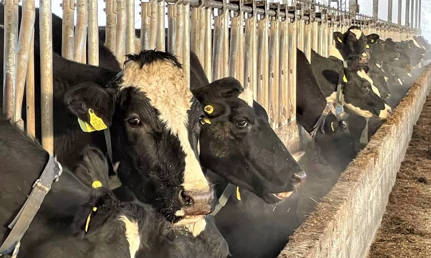 La importancia de las vitaminas del complejo B en la nutrición de vacas lecheras en invierno