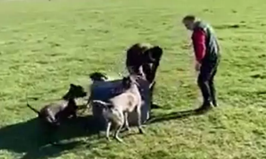 Destituyen a funcionario de SAG tras muerte de zorro gris devorado por perros