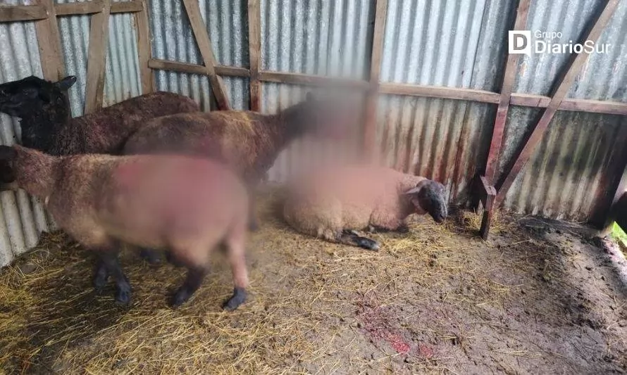 Vecina de Paillaco perdió más de la mitad de sus ovejas tras ataque de perros