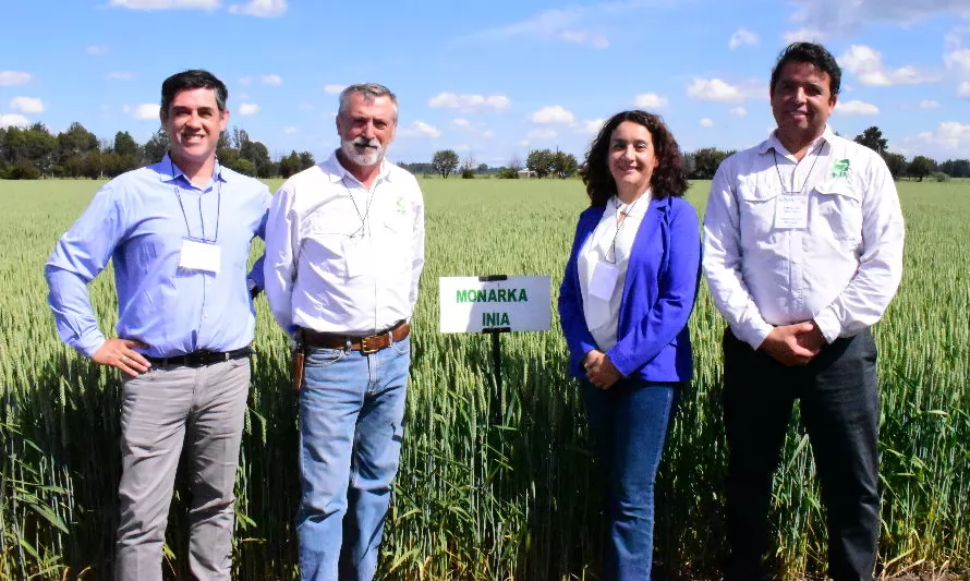 Lanzan Monarka-INIA: nuevo trigo invernal de alto rendimiento y aportes nutricionales para pan