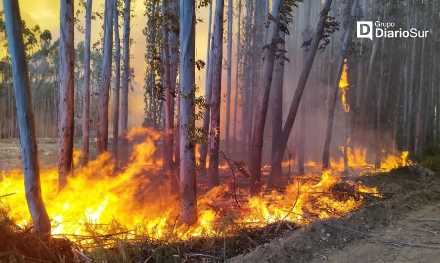 Bomberos de Paillaco llaman a prevenir incendios forestales durante ola de calor