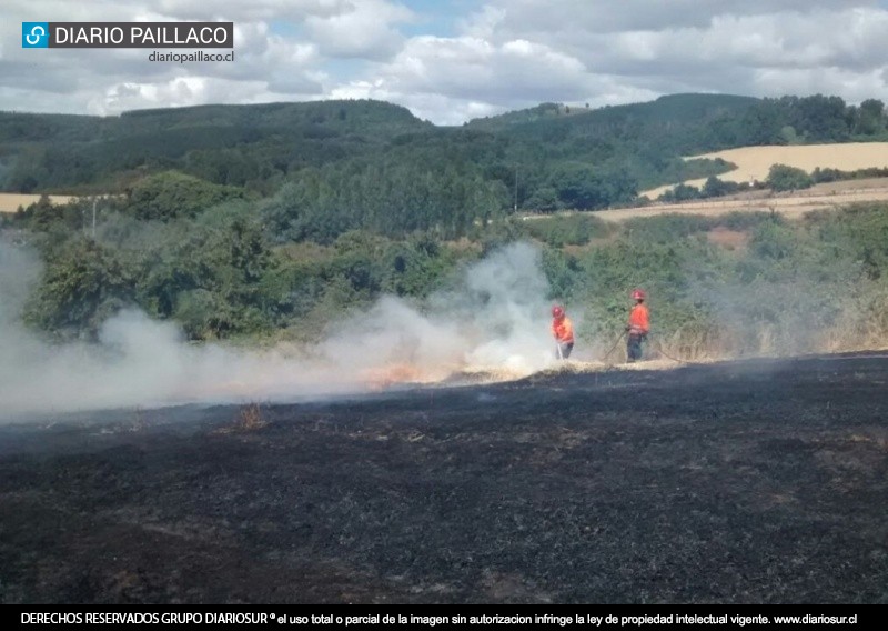 Incendio forestal en sector Mirador de Paillaco afectó cerca de ocho hectáreas de terreno