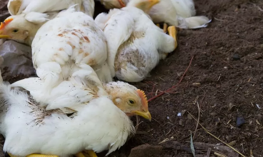 Minsal confirma primer caso humano de gripe aviar en Chile