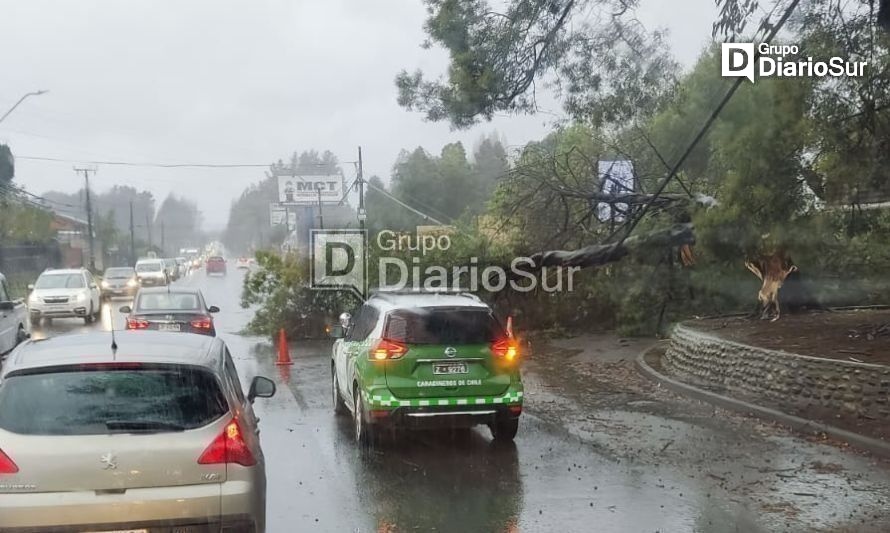 Precaución: Reportan caída de árbol sobre la vía en acceso sur de Valdivia