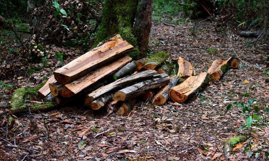 Senador Flores solicita medidas urgentes para resguardar Santuario de la Naturaleza de Llancahue