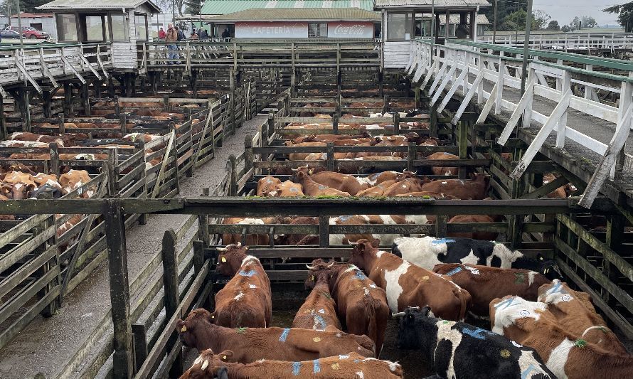 Reportan fuertes bajas en precio del ganado en comparación con primeros meses de 2022 