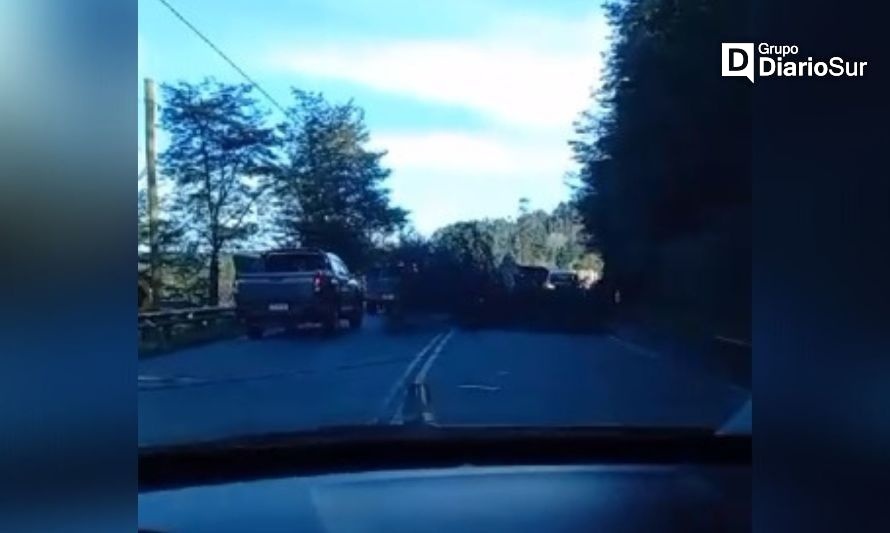 Precaución: reportan árbol caído en ruta Paillaco-Valdivia
