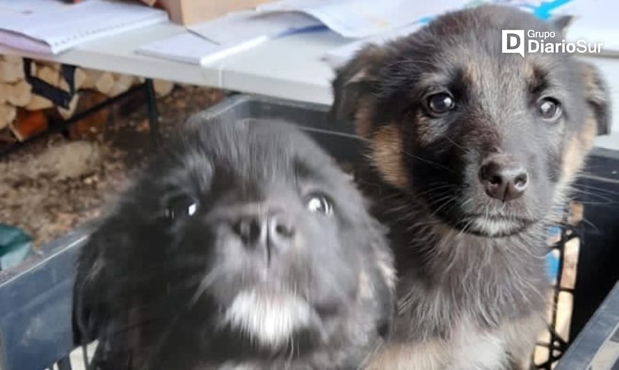 Paillaco: municipalidad realizará esterilizaciones gratuitas para perros y gatos
