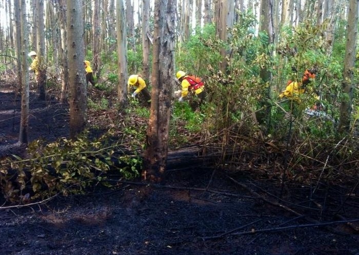 Incendio de pastizales afectó a predio forestal