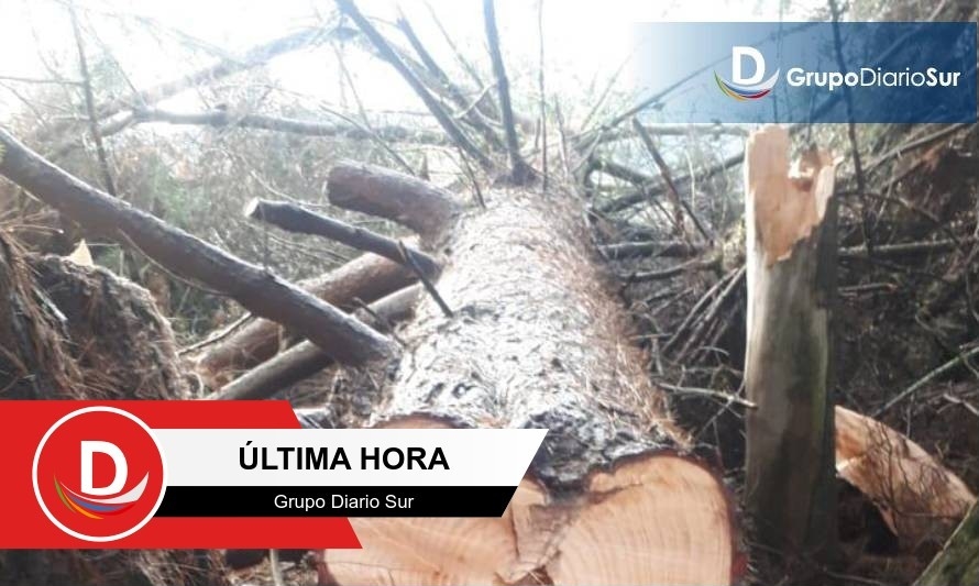 Confirman un fallecido en faena forestal al sur de Los Lagos