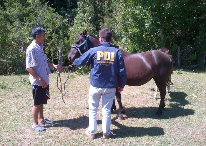 PDI recuperó 4 caballos que fueron robados en predio de la comuna de Los Lagos